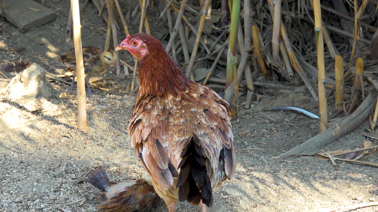 Brown hen faces left on dry dirt beside tall reeds in San Jose Del Cabo, Mexico, with small chicks partly visible near the lower edge and no visible people.