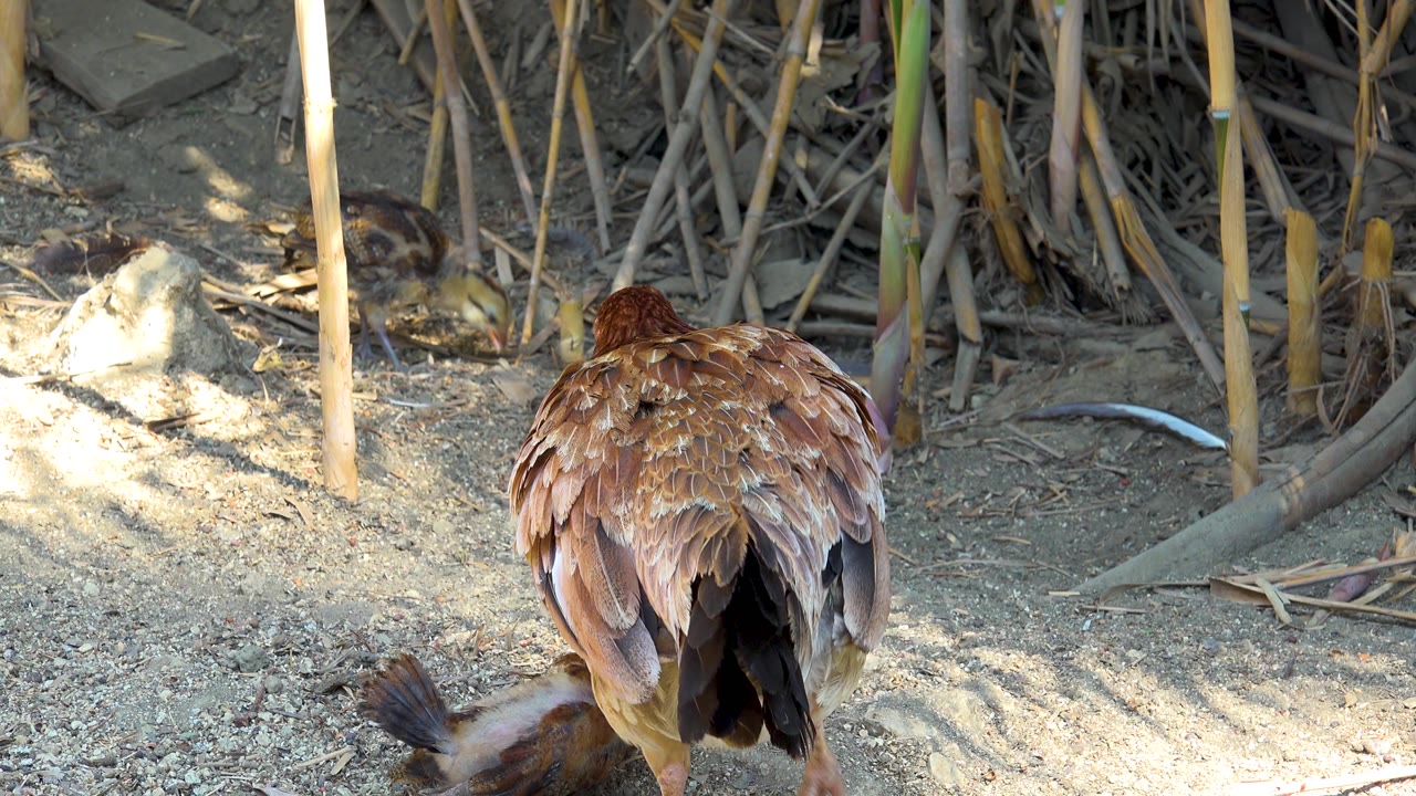 The hen turns her back toward the camera in San Jose Del Cabo, Mexico, while chicks appear near the lower edge and among the reeds, with no visible people.