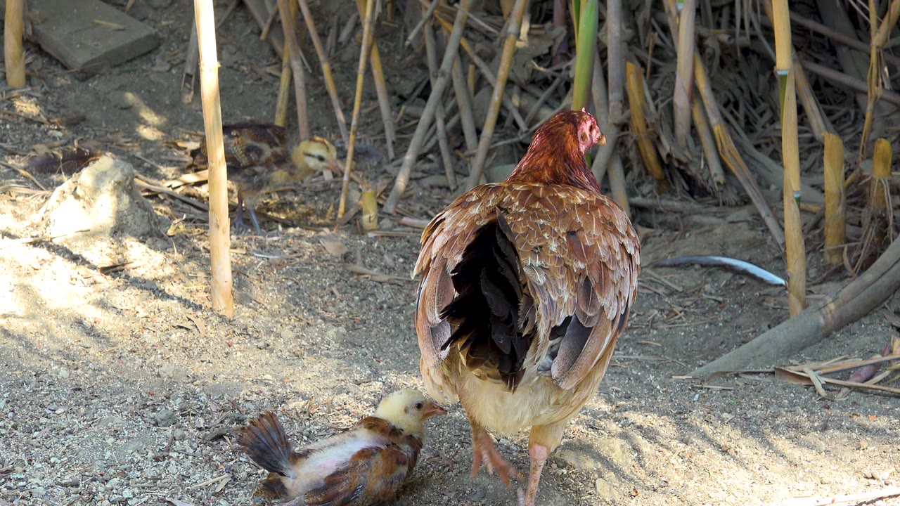A rear view of the hen fills the center in San Jose Del Cabo, Mexico, as a chick moves through the lower foreground and no visible people appear.