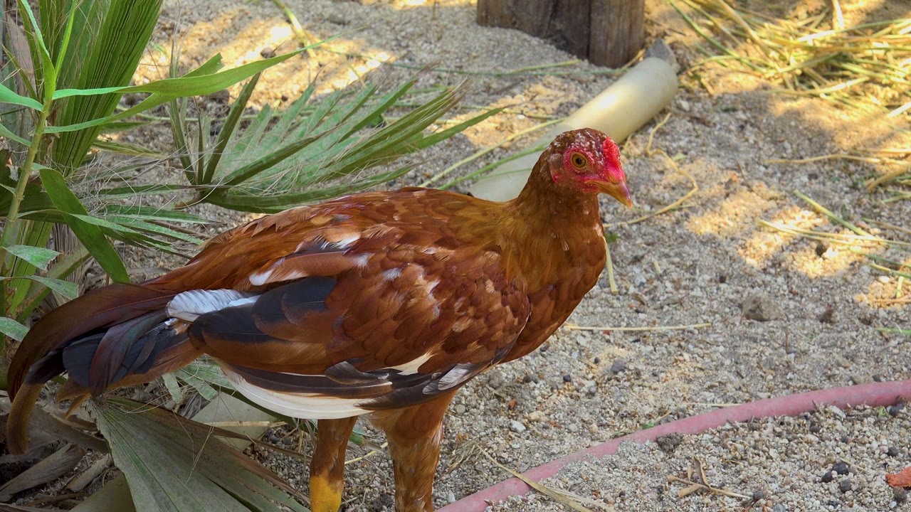Brown hen holds a side-profile pose on sandy ground in San Jose Del Cabo, Mexico, with green leaves behind it and no visible people.