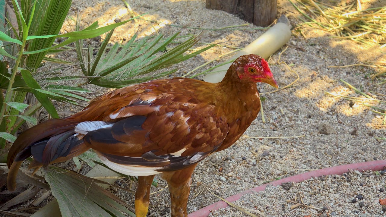 Brown hen faces right on sandy ground in San Jose Del Cabo, Mexico, near a curved pink hose and green plant leaves, with no visible people.