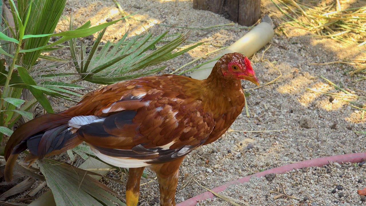 Close side view of the brown hen standing in sand in San Jose Del Cabo, Mexico, with plant leaves and a pale pipe in the background and no visible people.