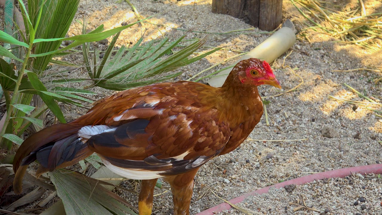 The hen remains in side profile on sand in San Jose Del Cabo, Mexico, with green leaves behind its tail and no visible people.