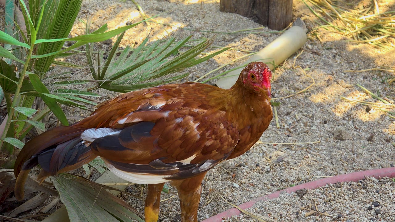 The brown hen turns its red head more toward the camera while standing on sand in San Jose Del Cabo, Mexico, with no visible people.