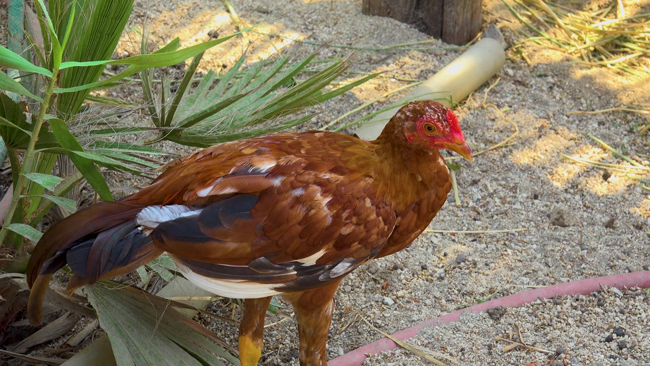 The hen stands on sandy ground with its head angled slightly downward in San Jose Del Cabo, Mexico, and no visible people.