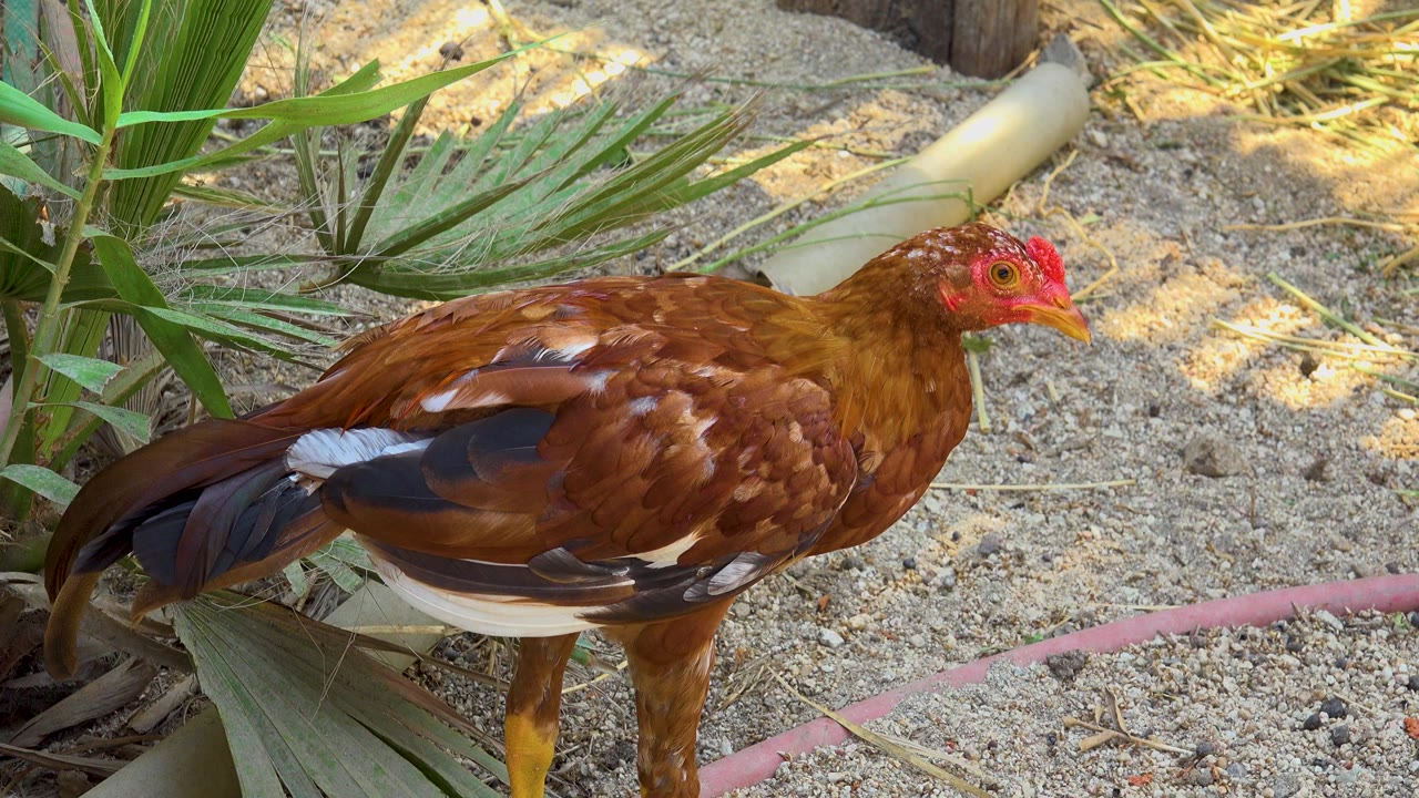 Reddish brown hen in San Jose Del Cabo stands in side profile on sandy ground beside green palm fronds, a pale pipe, and a pink hose, with no visible people.