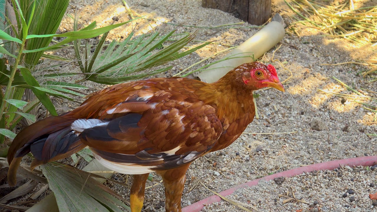 The hen in San Jose Del Cabo has shifted slightly right across the sand, with its dark tail feathers left of frame and dappled daylight on the ground, with no visible people.