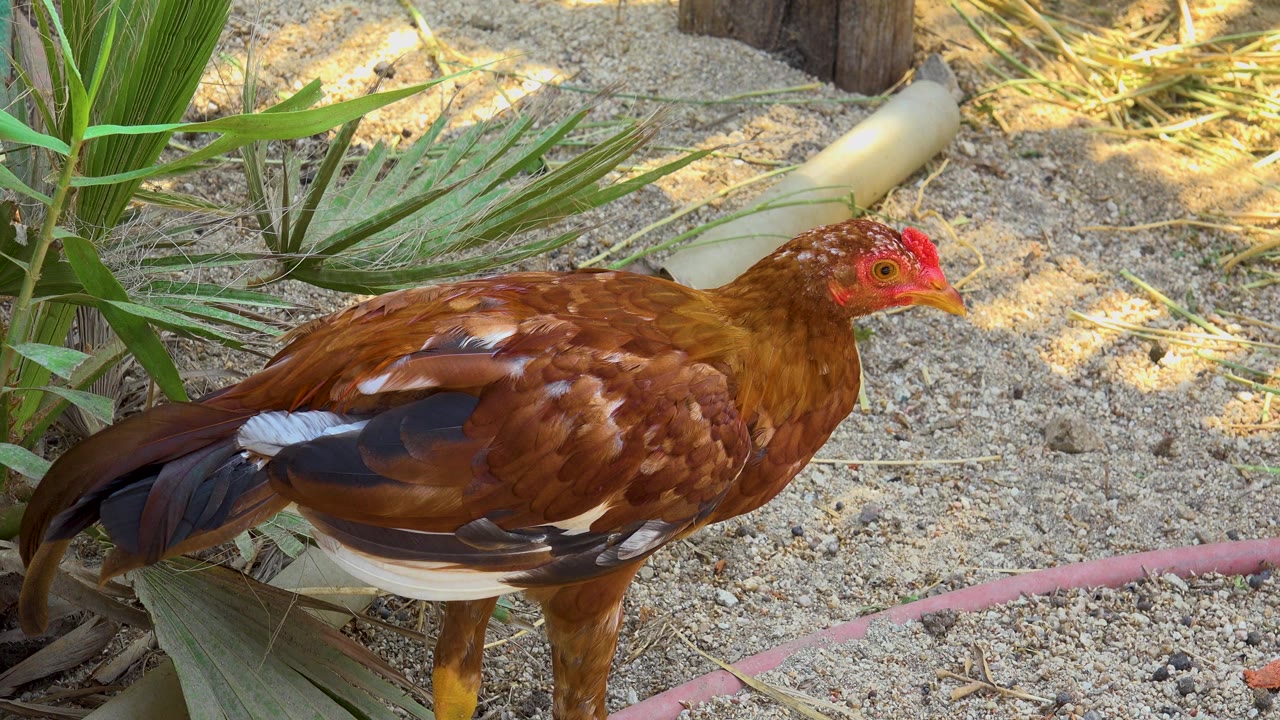 A closer side view shows the San Jose Del Cabo hen filling more of the frame as it stands on sand near green leaves, a pale pipe, straw, and a pink hose, with no visible people.