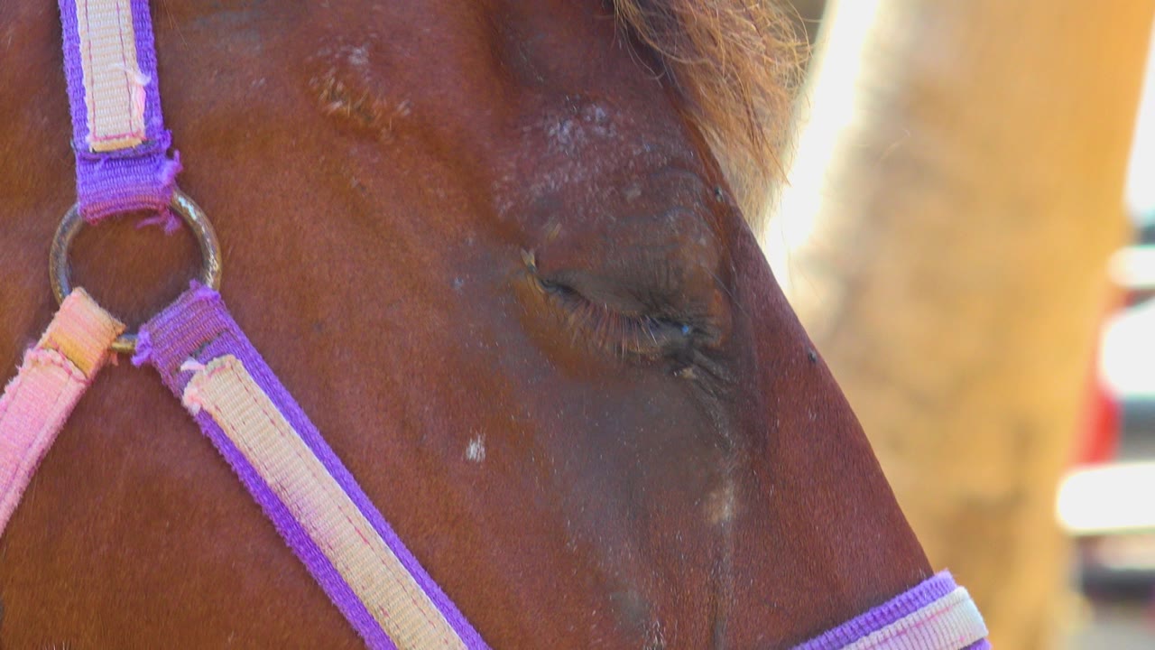 At 0:00, a close view in San Jose del Cabo, Mexico shows a brown horse with its eye closed beside purple and pink halter straps, with no visible people.