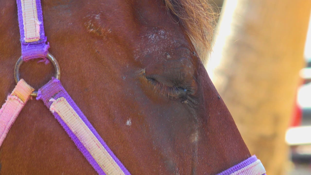 At 0:01, the brown horse remains in close-up in San Jose del Cabo, Mexico, its eyelid closed while a purple strap and metal ring frame the left side, with no visible people.