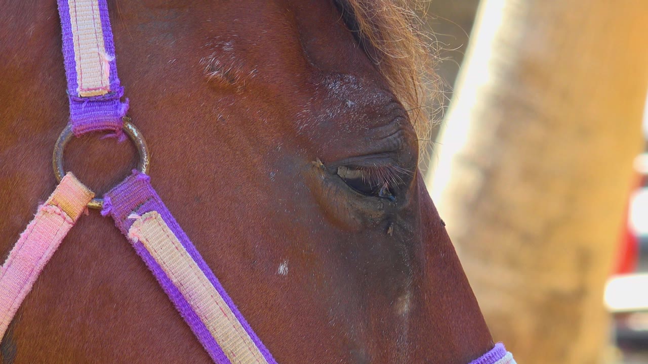 At 0:02, the horse's eye is partly open in a tight San Jose del Cabo, Mexico close-up, with purple and pink straps crossing the cheek and no visible people.