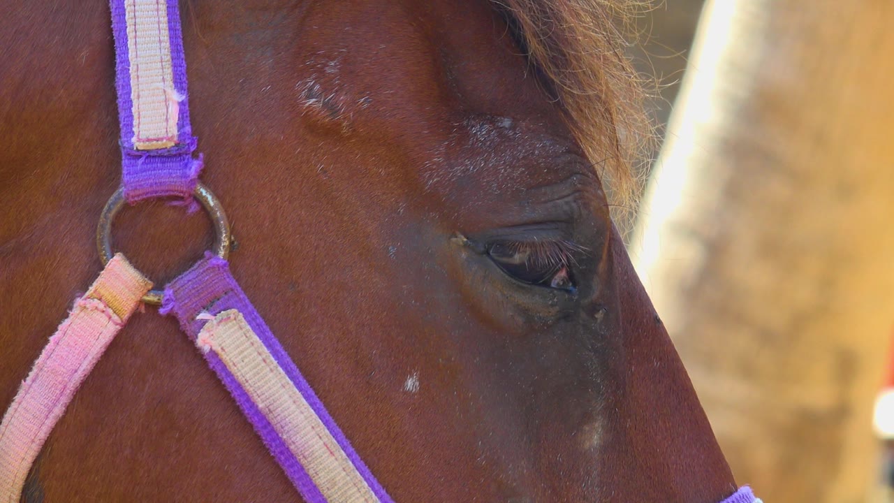 Close brown horse eye open beside pink and purple straps.
