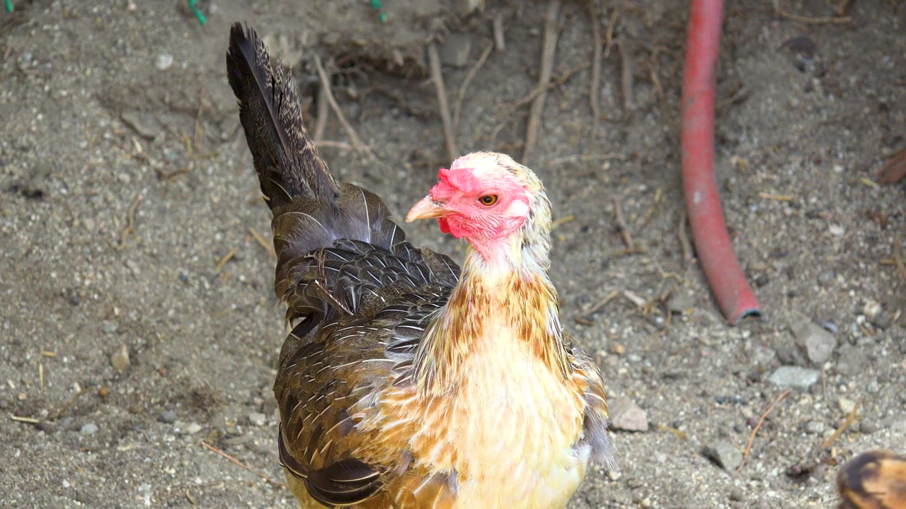 A cream and brown chicken stands on dusty ground in San Jose Del Cabo, Mexico, with a red hose behind it and no visible people.
