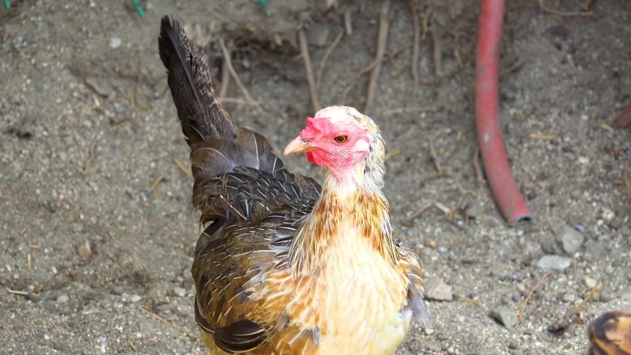 The chicken faces left on a patch of dirt in San Jose Del Cabo, Mexico, with dark tail feathers raised and no visible people.