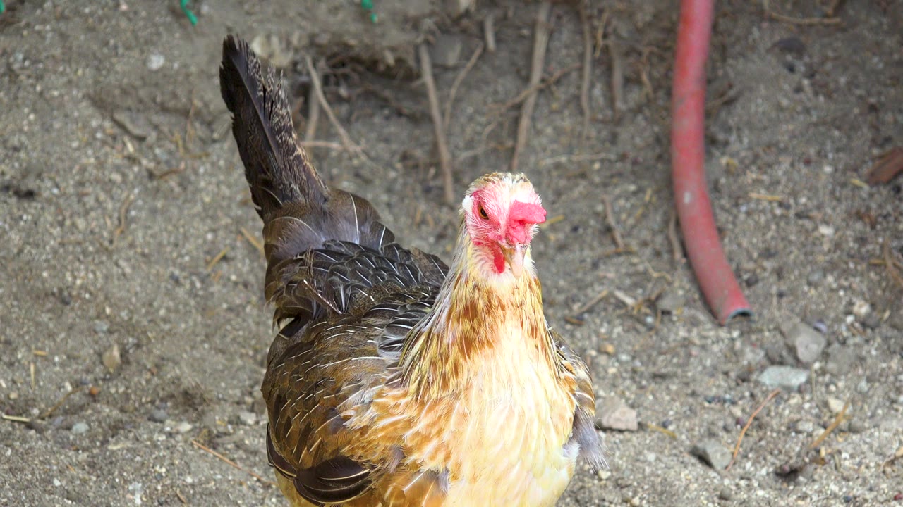 The chicken turns more toward the camera on dusty ground in San Jose Del Cabo, Mexico, with the red hose running through the background and no visible people.