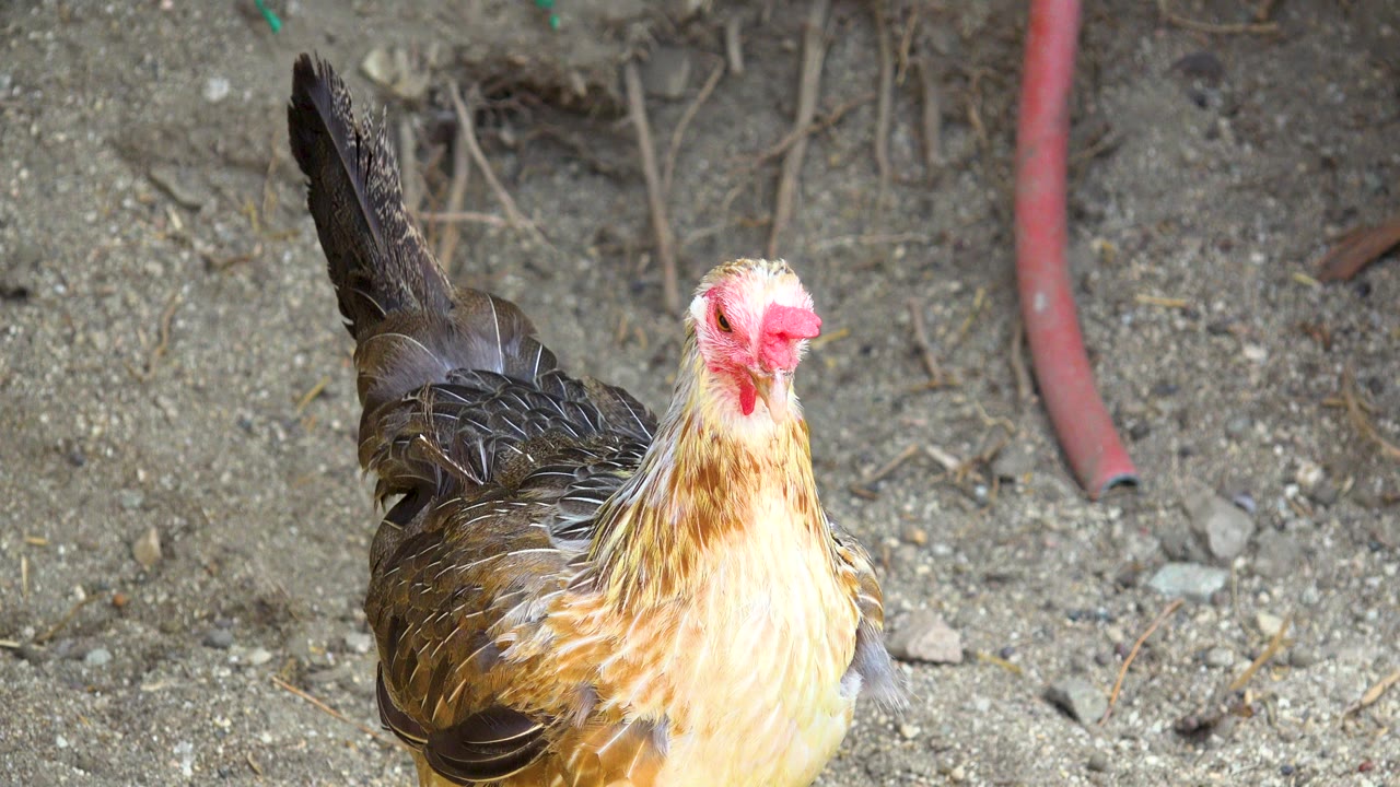 Chicken partly turned away near dirt and hose.