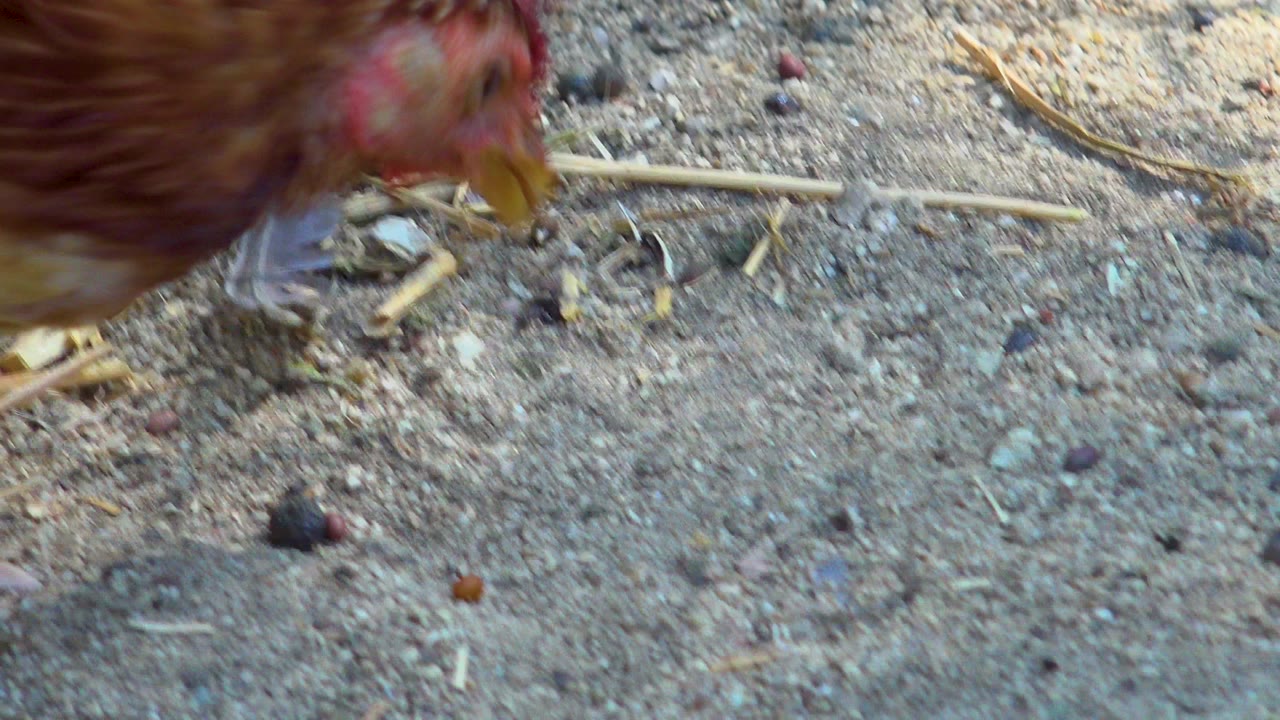 Chicken head near sandy ground with pebbles and straw.