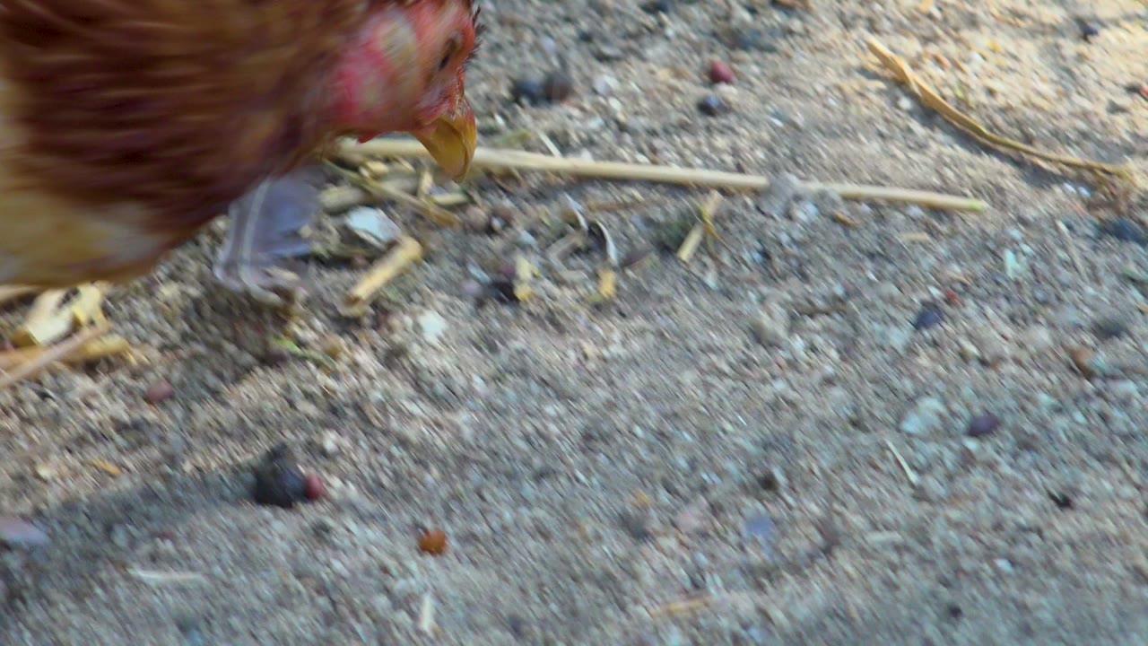 The chicken remains cropped along the left edge while the sandy, pebble-strewn ground in San Jose del Cabo, Mexico fills most of the frame, with no visible people.
