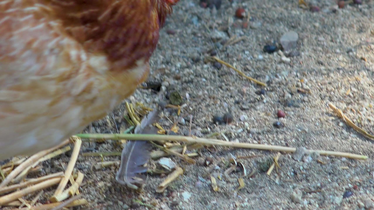 A cream and brown chicken body fills the right side of the San Jose del Cabo, Mexico frame, with one foot visible on sandy dirt, scattered straw, and no visible people.