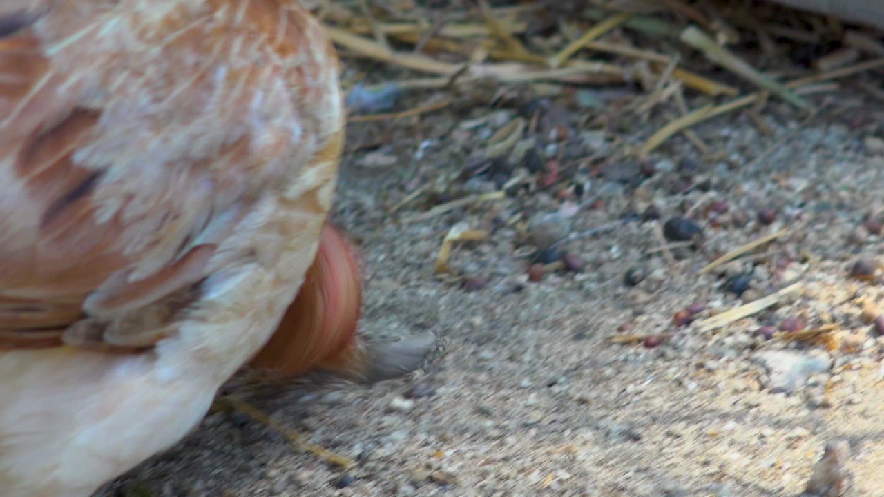 The chicken is tightly cropped on the left side in San Jose del Cabo, Mexico, with its head low near sandy dirt, straw, and pebbles, and no visible people.