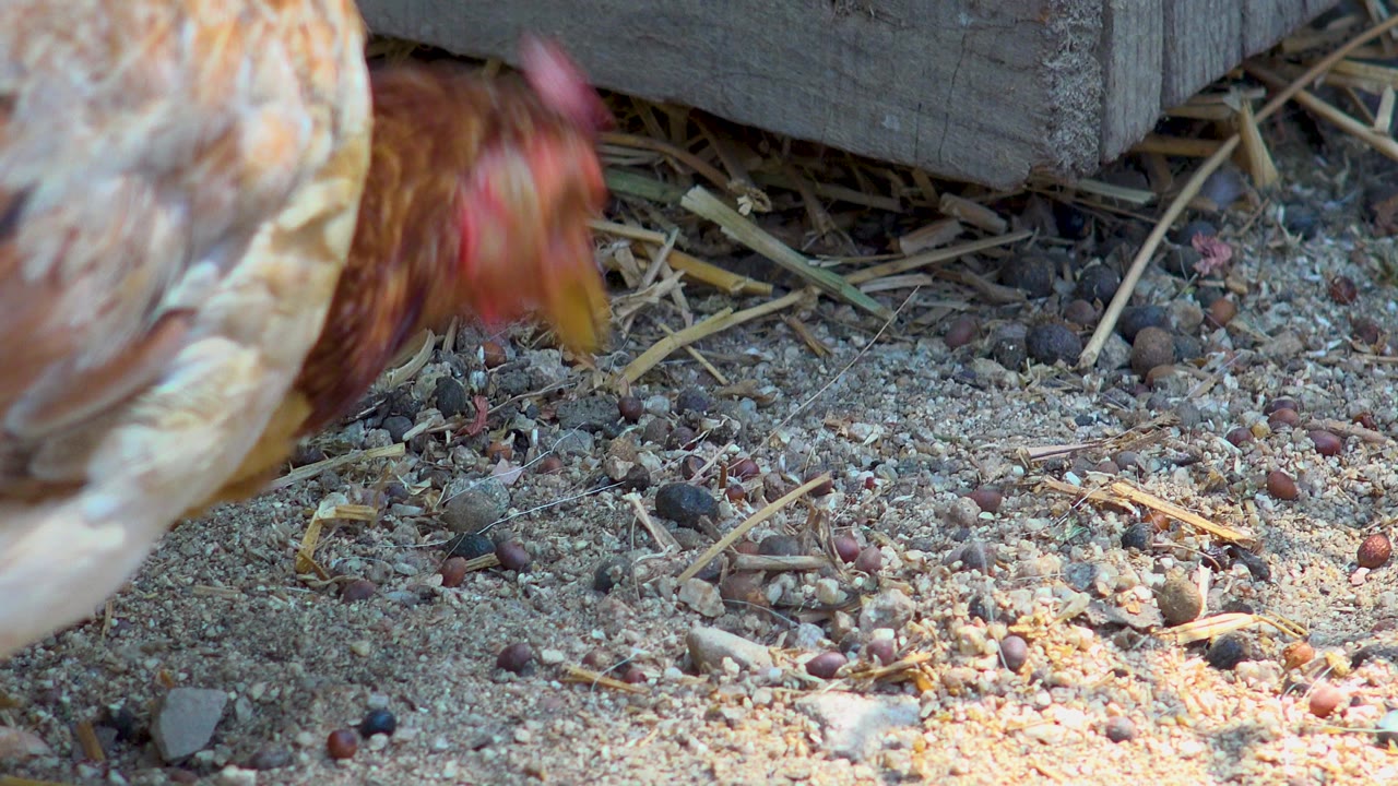 A brown rooster or chicken is partly cropped at the left edge in San Jose Del Cabo, Mexico, beside sandy ground with scattered feed, straw, and a wooden structure, with no visible people.