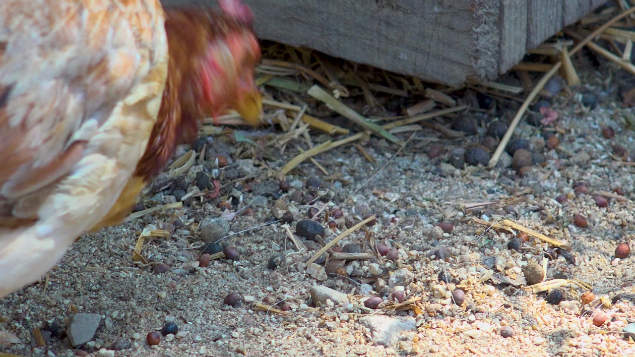 The rooster leans farther into the frame in San Jose Del Cabo, Mexico, with its head near the sandy ground and loose straw under a weathered wooden edge, with no visible people.