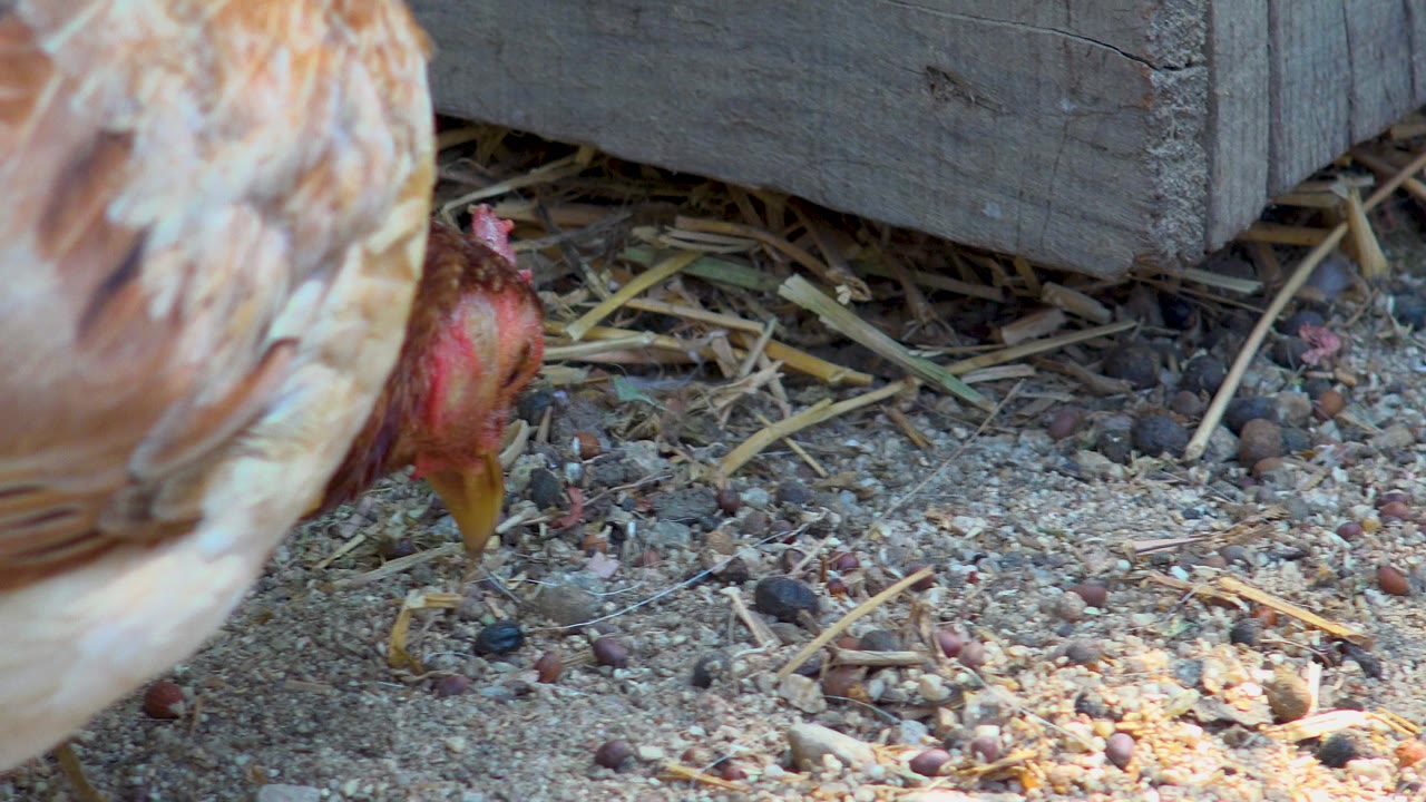 A close view of the rooster in San Jose Del Cabo, Mexico, shows pale body feathers dominating the foreground while the head reaches down near the right side of the frame, with no visible people.