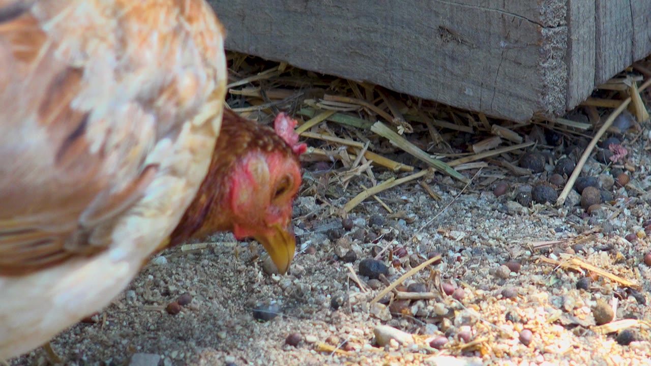 The rooster's head is lower in San Jose Del Cabo, Mexico, pointing toward sandy dirt and small feed pieces beside straw and a rough wooden wall, with no visible people.