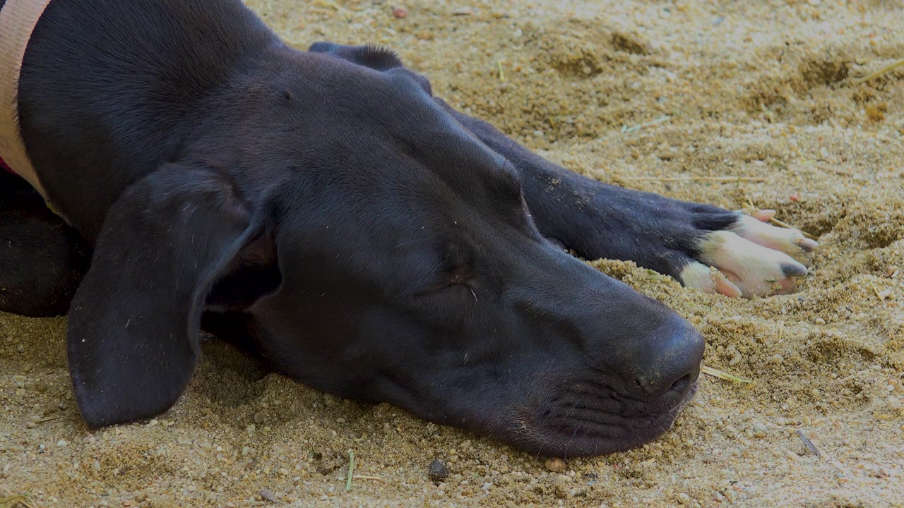 Large black dog rests with its head on tan sand in San Jose del Cabo, Mexico, eyes closed and no visible people.