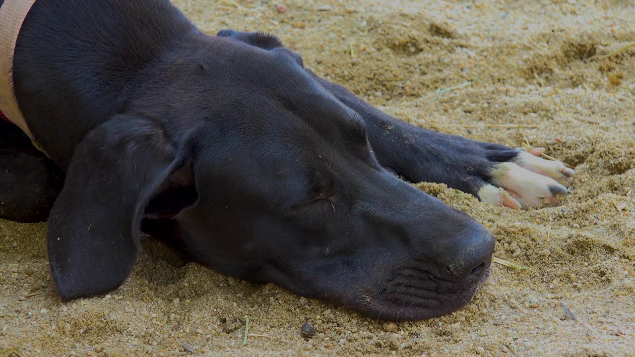 Close ground-level view of the black dog lying on sand in San Jose del Cabo, Mexico, with its muzzle pressed low and no visible people.