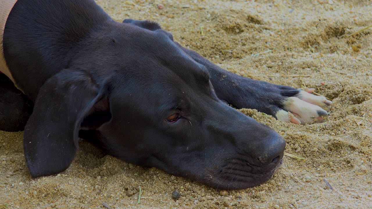 The dog lies on tan sand in San Jose del Cabo, Mexico, with one eye slightly open, white toes visible, and no visible people.