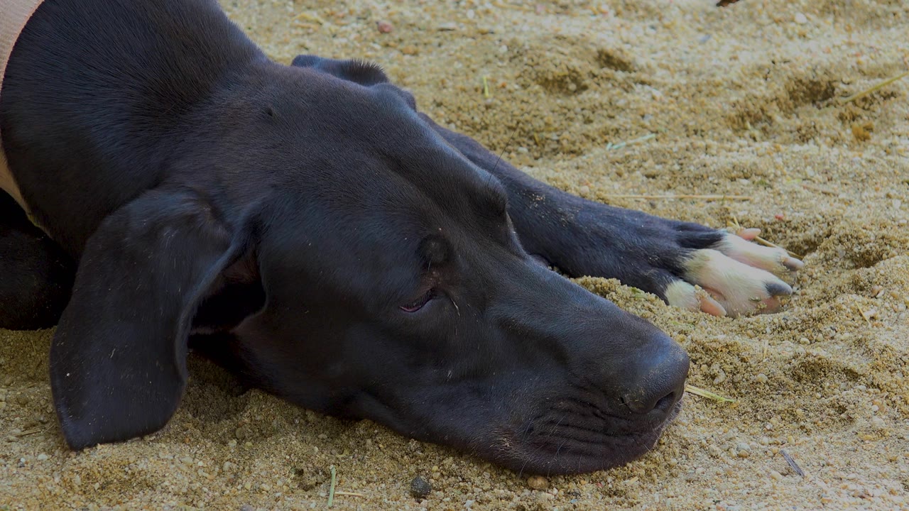 The dog remains low on the sand in San Jose del Cabo, Mexico, with its muzzle near the lower right of frame and no visible people.