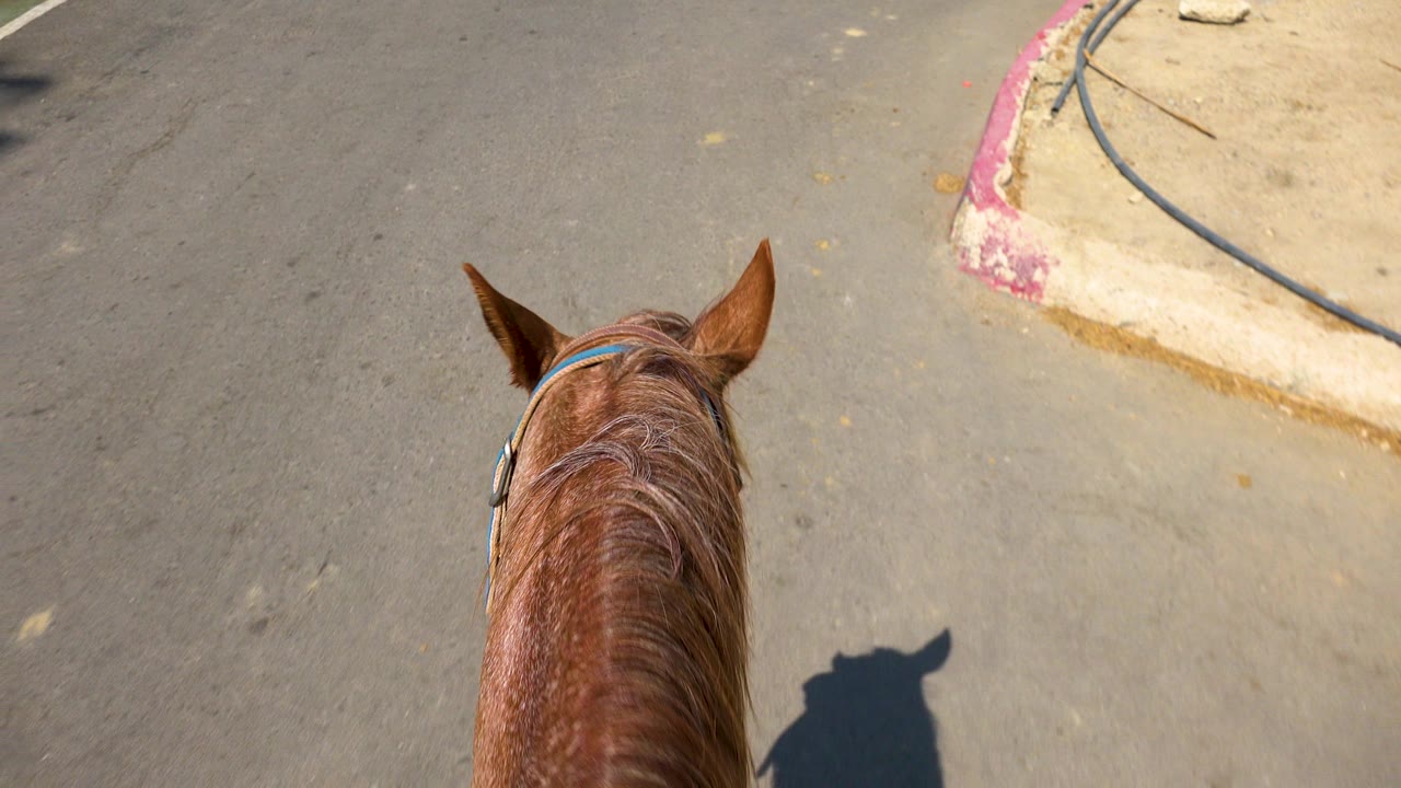 Start of the San Jose del Cabo clip with a brown horse's neck and ears centered over gray pavement, a pink curb and sandy sidewalk edge at upper right, and no visible people.
