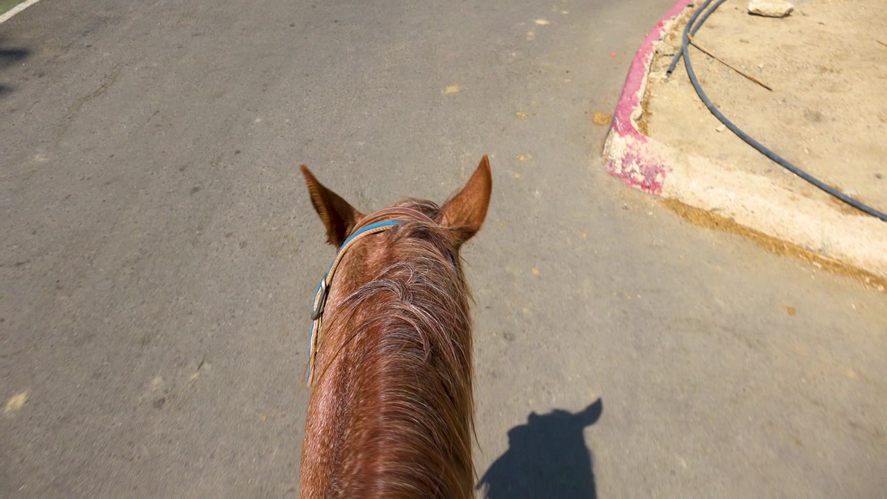 Horse head and ears centered over pavement with curb at upper right.