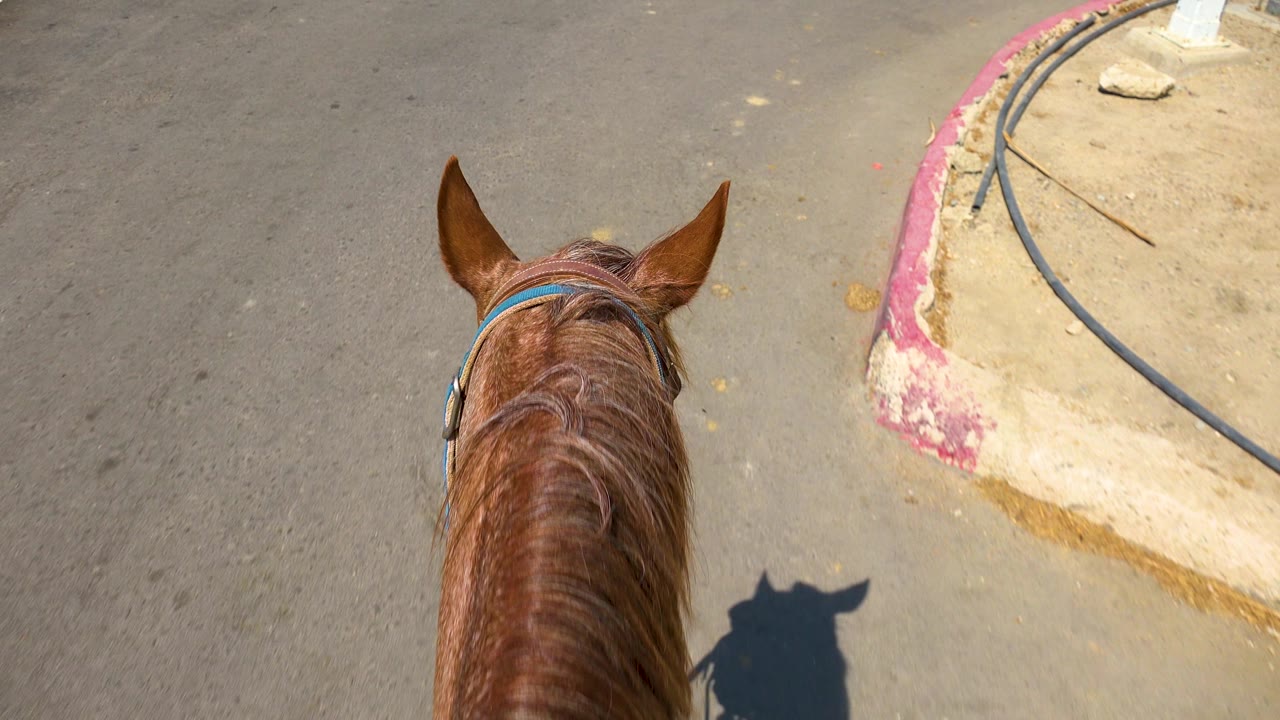 At two seconds, the brown horse is slightly farther along the road beside a curved pink curb, with sunlit concrete, sandy ground, and a small hose or cable visible near the sidewalk in San Jose del Cabo, and no visible people.