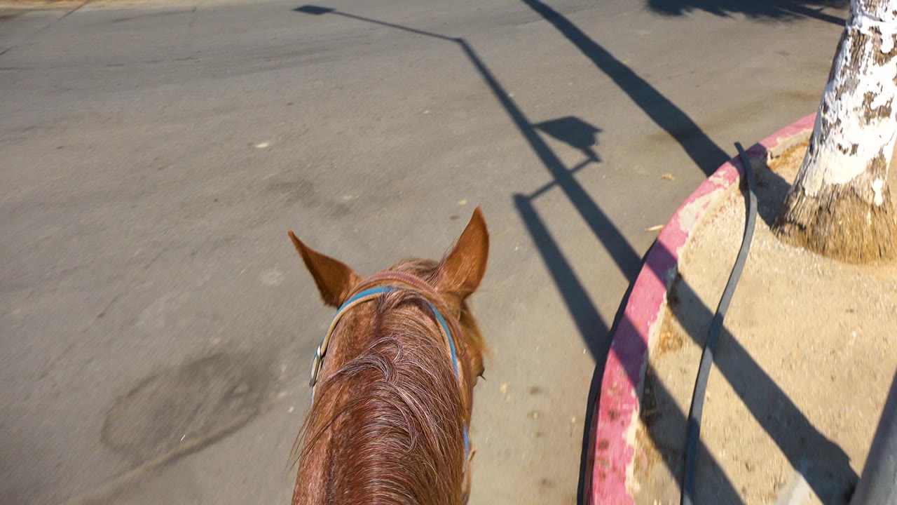 A rider point of view shows a brown horse's ears and mane on a sunlit road in San Jose Del Cabo, Mexico, with a red curb, tree trunk, long shadows, and no visible people.