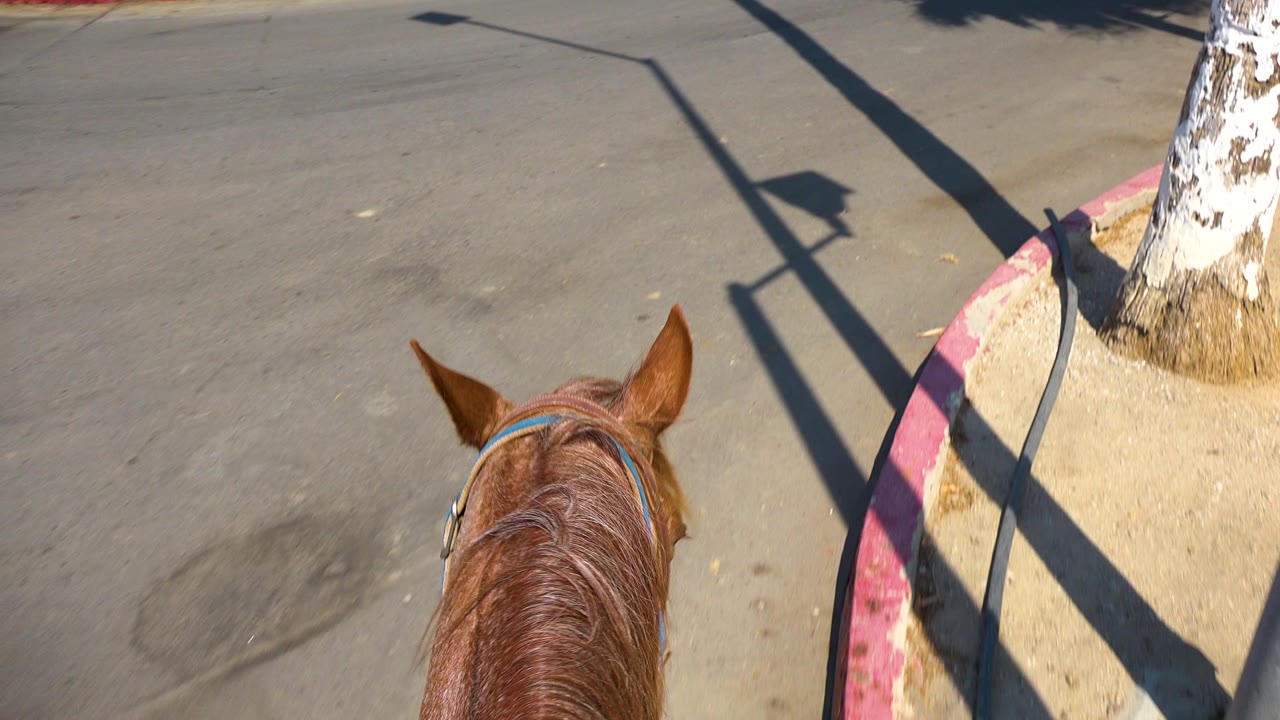 The horse's ears sit centered over gray pavement in San Jose Del Cabo, Mexico, with the red curb and a sharp tree shadow along the right side and no visible people.