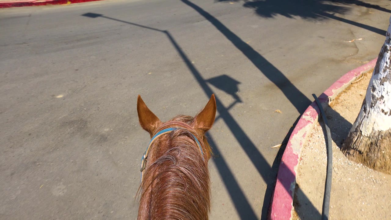 A brown horse head fills the lower frame in San Jose Del Cabo, Mexico, while the road, red curb, tree trunk, and long angular shadow remain ahead with no visible people.