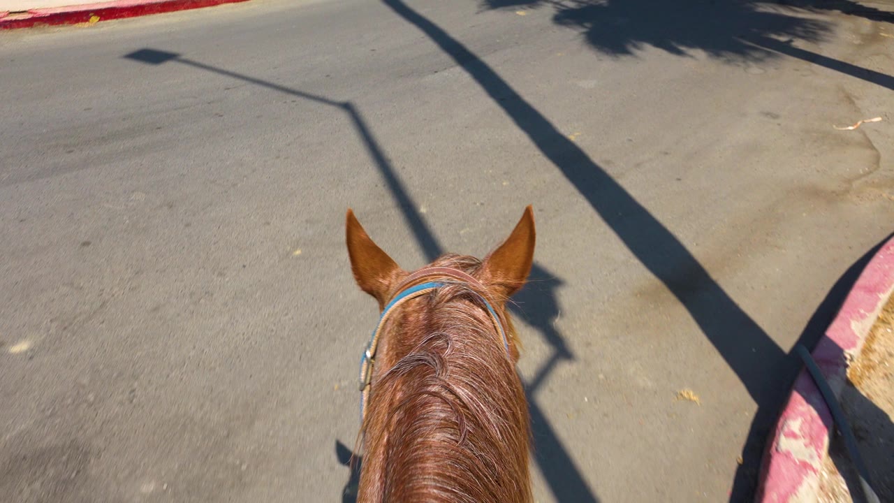 The horse's ears appear lower in the frame in San Jose Del Cabo, Mexico, with open gray pavement ahead, a red curb along the right edge, and no visible people.