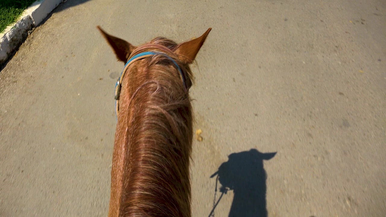 Opening rider-view frame in San Jose Del Cabo, Mexico, showing a brown horse's head and ears over pale pavement with curb and grass at the edge, no visible people.