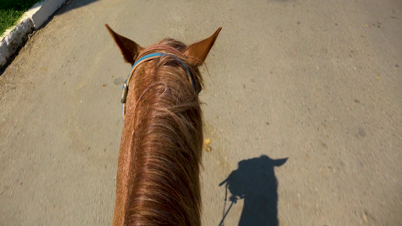 Horse head centered over pavement with grass and curb at the left edge
