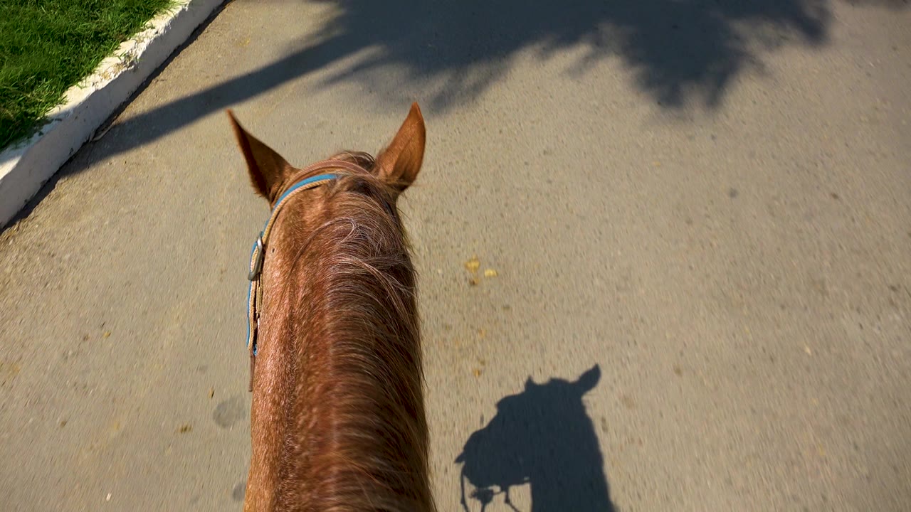 Rider-view frame in San Jose Del Cabo, Mexico, showing the brown horse moving toward darker tree shadow on the paved road, with curb and grass visible, no visible people.