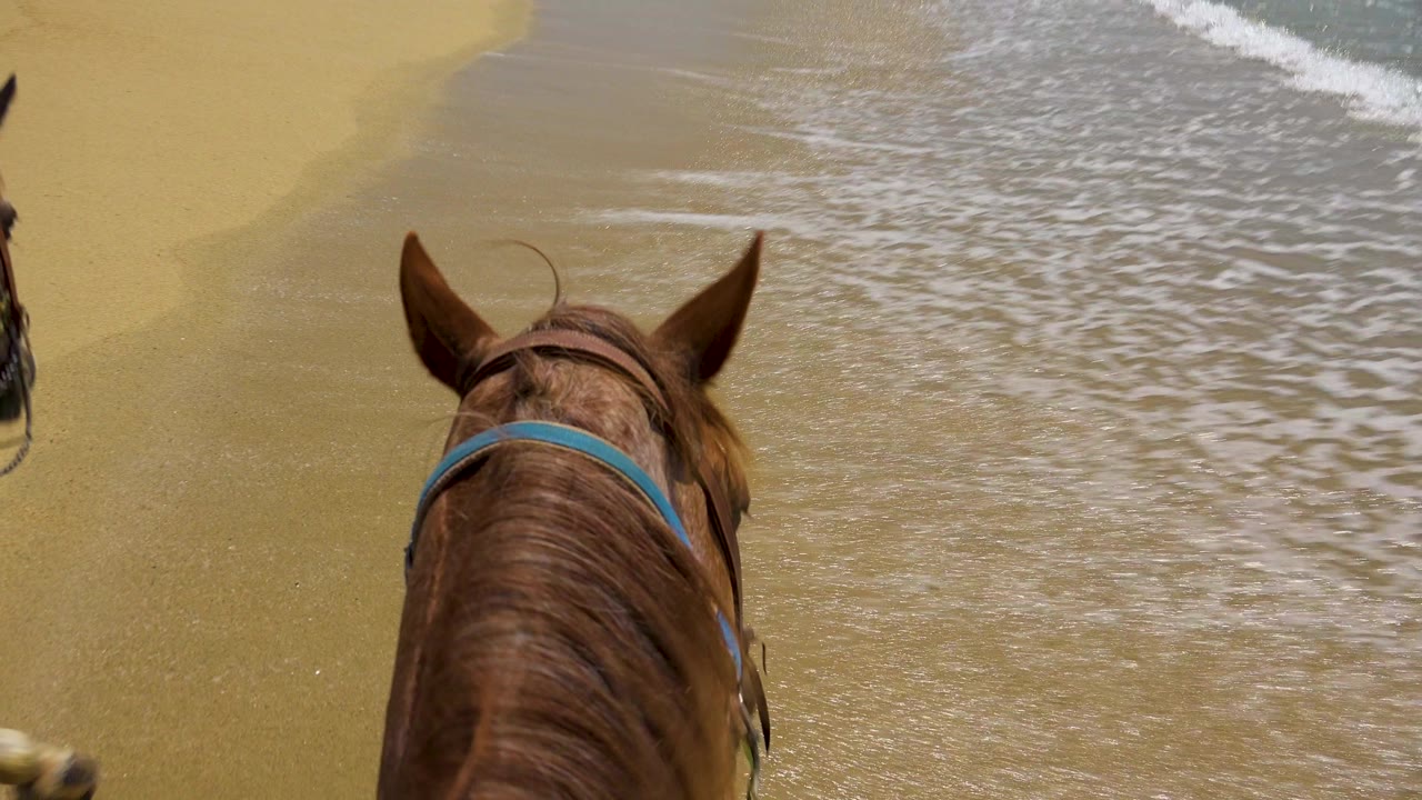 Chestnut horse head and ears seen from above on a San Jose del Cabo beach, with wet sand and foamy surf ahead and no visible faces.
