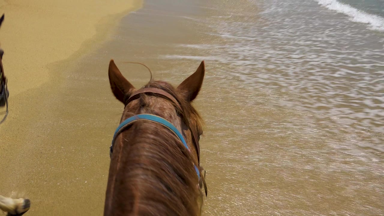 A chestnut horse with a blue bridle stays centered over reflective beach sand as surf spreads across the upper right of the San Jose del Cabo frame.