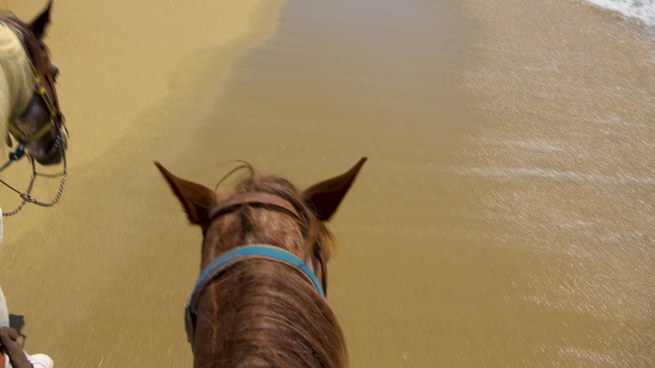 The chestnut horse drops lower in the frame while a pale horse and tack appear along the left edge, with smooth wet sand and thin surf ahead in San Jose del Cabo.