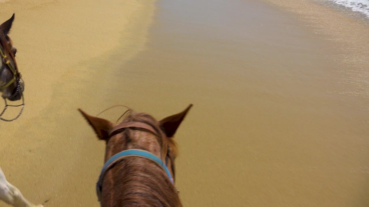 The chestnut horse is framed lower over broad wet sand, with a second horse partly cropped at left and only a faint waterline near the top of the beach view.