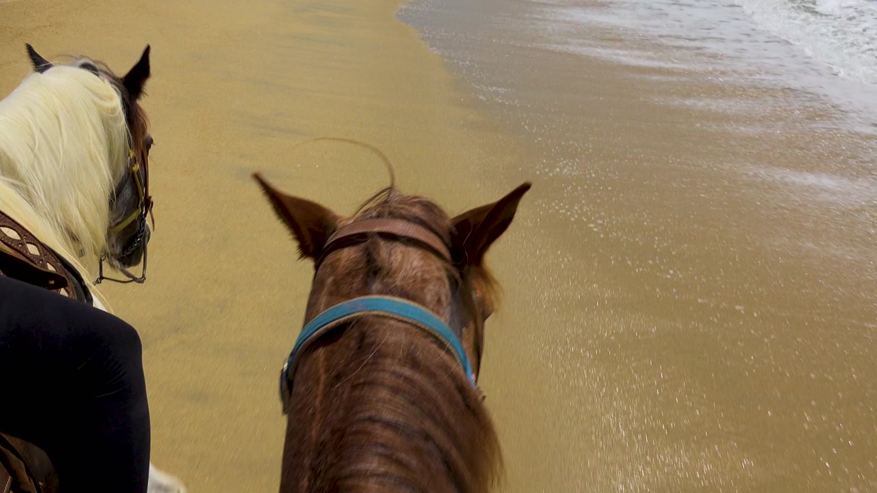 Brown horse centered with second horse cropped beside smooth wet sand.