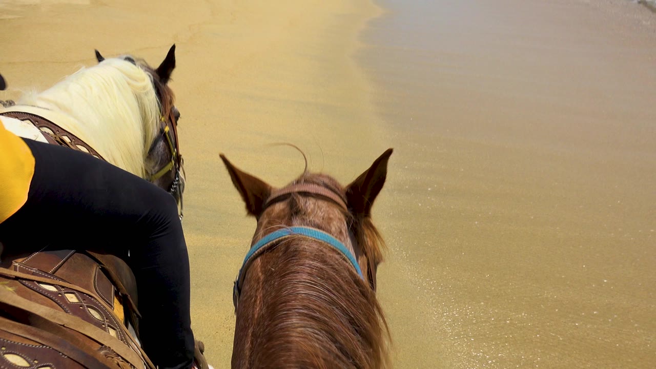 Two horses seen from above on wet beach sand