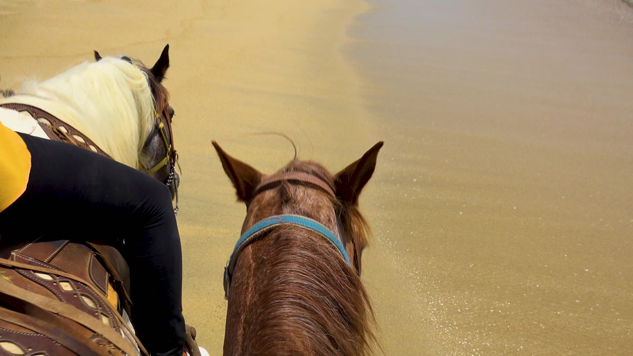 San Jose Del Cabo beach riding view with the brown horse centered, the white horse at left, and a broad stretch of wet sand ahead.