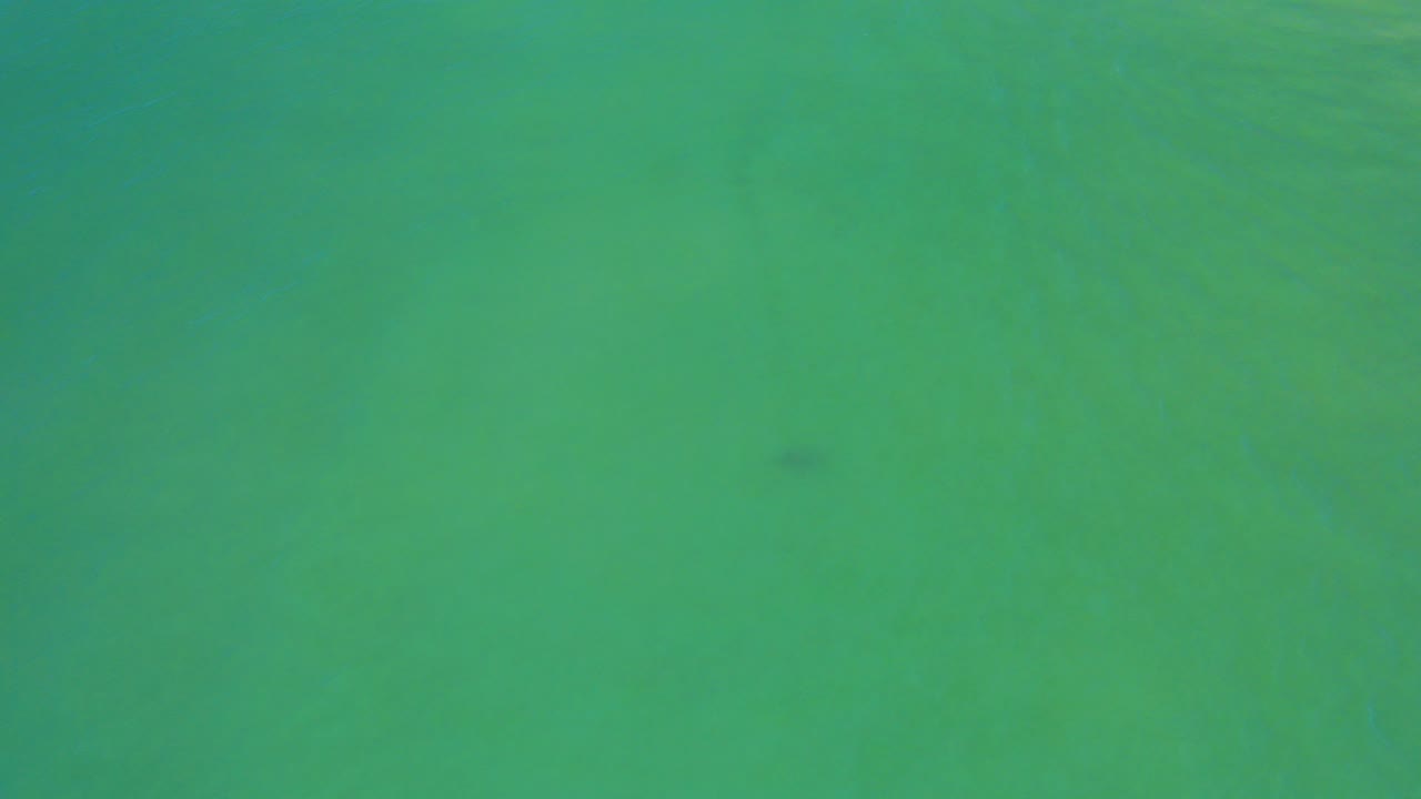Bluish green transparent seawater in San Jose Del Cabo with a small dark fish low in frame and no visible people.